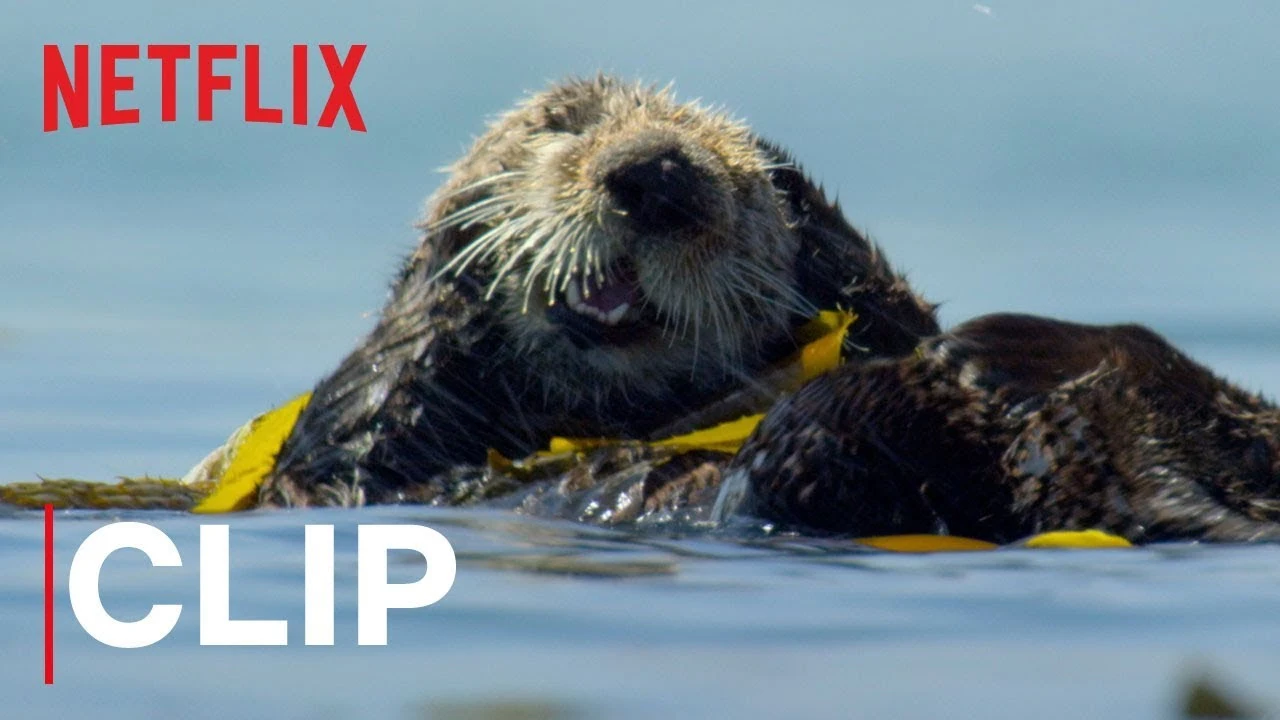 Our Planet | Otters | Clip | Netflix